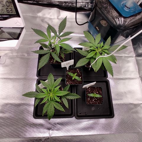 LAFANTA CBD growlog timeline photo