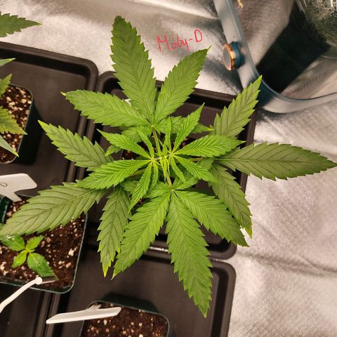 SUPER LEMON HAZE, MOBY-D, CRITICAL +2 & GORILLA GLUE #4 growlog photo: Así vamos al día después de aplicar fertis.