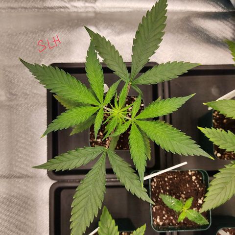 SUPER LEMON HAZE, MOBY-D, CRITICAL +2 & GORILLA GLUE #4 growlog photo: Así vamos al día después de aplicar fertis.