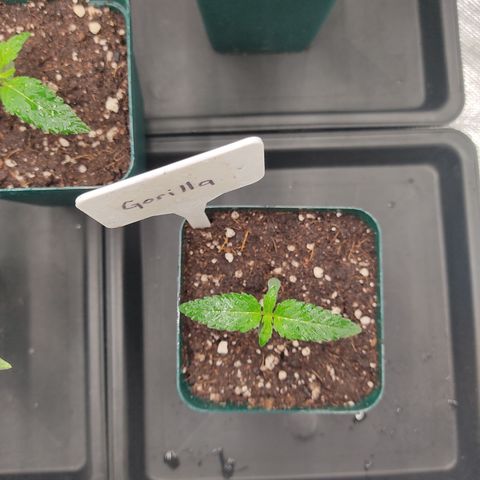 SUPER LEMON HAZE, MOBY-D, CRITICAL +2 & GORILLA GLUE #4 growlog photo: Así vamos al día después de aplicar fertis.