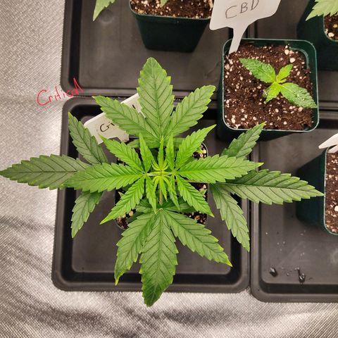 SUPER LEMON HAZE, MOBY-D, CRITICAL +2 & GORILLA GLUE #4 growlog photo: Así vamos al día después de aplicar fertis.