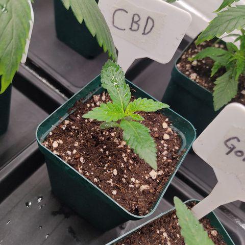 LAFANTA CBD growlog timeline photo