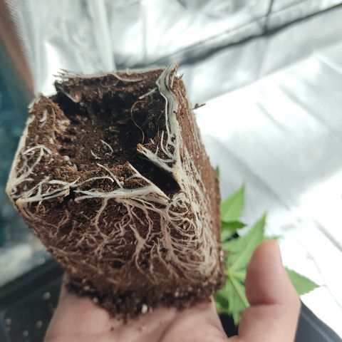 SUPER LEMON HAZE, MOBY-D, CRITICAL +2 & GORILLA GLUE #4 growlog photo: Pan radicular medianamente desarrollado, próximo transplante para evitar que las raíces se anuden. 