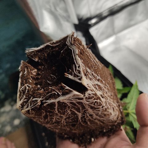 SUPER LEMON HAZE, MOBY-D, CRITICAL +2 & GORILLA GLUE #4 growlog photo: Pan radicular medianamente desarrollado, próximo transplante para evitar que las raíces se anuden. 