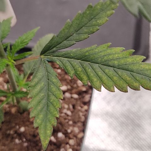 SUPER LEMON HAZE, MOBY-D, CRITICAL +2 & GORILLA GLUE #4 growlog photo: Empezamos a observar algunas deficiencias, parece ser de fósforo o magnesio, por eso haremos ya el transplante para poder iniciar con el riego con fertilizantes completo. 