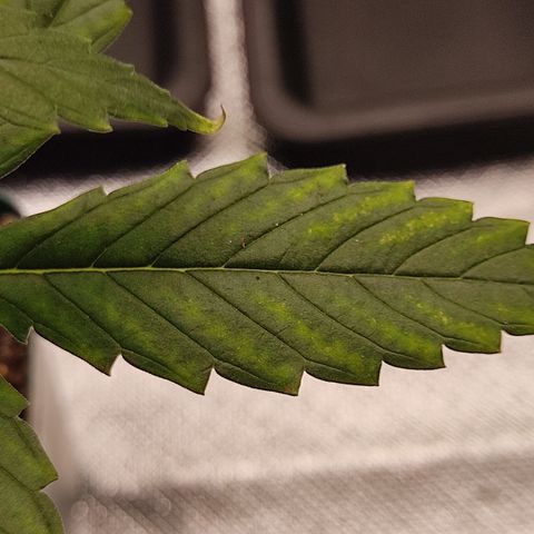 SUPER LEMON HAZE, MOBY-D, CRITICAL +2 & GORILLA GLUE #4 growlog photo: Empezamos a observar algunas deficiencias, parece ser de fósforo o magnesio, por eso haremos ya el transplante para poder iniciar con el riego con fertilizantes completo. 