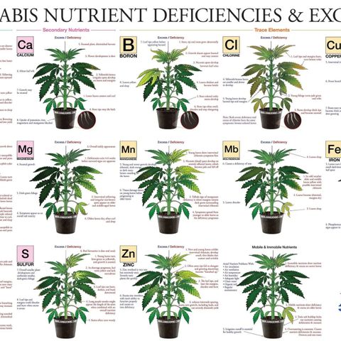 SUPER LEMON HAZE, MOBY-D, CRITICAL +2 & GORILLA GLUE #4 growlog photo: Nos guiaremos de esta tabla para apreciar carencias o excesos, como los observamos en las fotos.