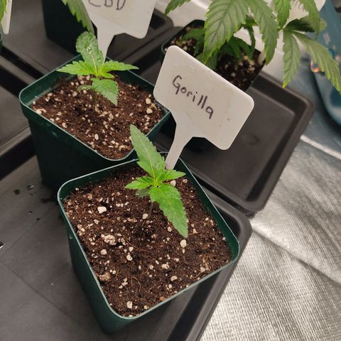 SUPER LEMON HAZE, MOBY-D, CRITICAL +2 & GORILLA GLUE #4 growlog photo: Las pequeñas plantulas, en este caso la Gorilla Glue que forma parte del mix DreamTeam va creciendo sin mayor problema.