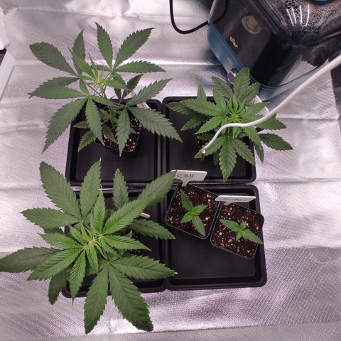SUPER LEMON HAZE, MOBY-D, CRITICAL +2 & GORILLA GLUE #4 growlog timeline photo