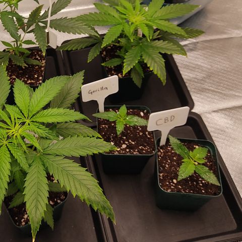 LAFANTA CBD growlog timeline photo