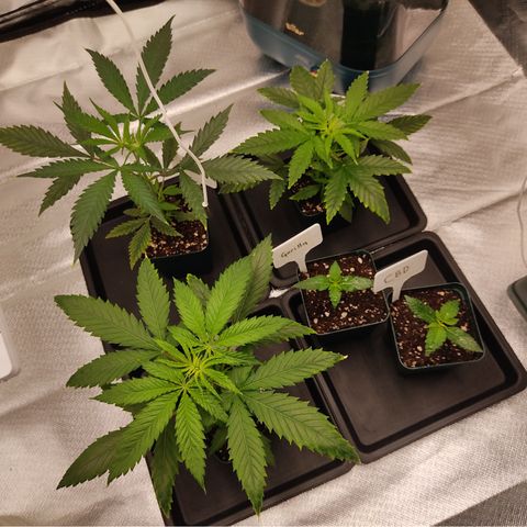 SUPER LEMON HAZE, MOBY-D, CRITICAL +2 & GORILLA GLUE #4 growlog timeline photo