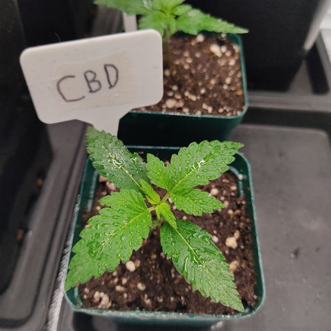 LAFANTA CBD growlog timeline photo