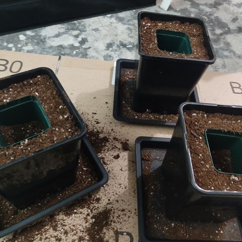 SUPER LEMON HAZE, MOBY-D, CRITICAL +2 & GORILLA GLUE #4 growlog photo: Lavamos las macetas de 5 litros, las rellenamos con sustrato Light Mix de GreenMonkey y con apoyo de macetas pequeñas, dejamos el hueco necesario para recibir las plantas. 