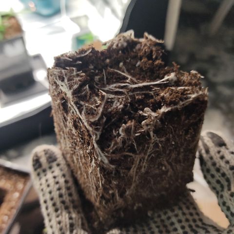 SUPER LEMON HAZE, MOBY-D, CRITICAL +2 & GORILLA GLUE #4 growlog photo: Sacamos los cepellones ya algo colonizados, agregamos un poco de micorrizas en polvo en el hueco y sobre las raíces y las hubicamos en las macetas de 5 litros. 