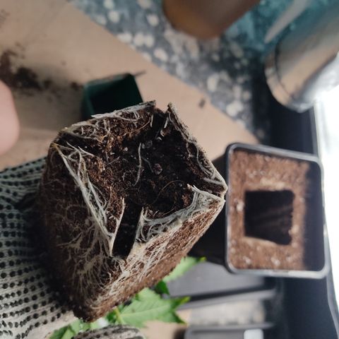 SUPER LEMON HAZE, MOBY-D, CRITICAL +2 & GORILLA GLUE #4 growlog photo: Sacamos los cepellones ya algo colonizados, agregamos un poco de micorrizas en polvo en el hueco y sobre las raíces y las hubicamos en las macetas de 5 litros. 