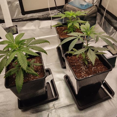 SUPER LEMON HAZE, MOBY-D, CRITICAL +2 & GORILLA GLUE #4 growlog photo: Sacamos los cepellones ya algo colonizados, agregamos un poco de micorrizas en polvo en el hueco y sobre las raíces y las hubicamos en las macetas de 5 litros. 