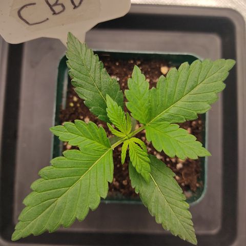 LAFANTA CBD growlog timeline photo