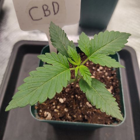 LAFANTA CBD growlog timeline photo