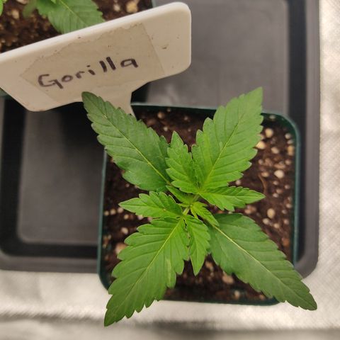 SUPER LEMON HAZE, MOBY-D, CRITICAL +2 & GORILLA GLUE #4 growlog photo: Aquí vemos el avance de la Gorilla , parece ir un poco más rápido que las otras genéticas en esta etapa. Ya va sacando su 3er par de hojas.