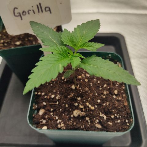 SUPER LEMON HAZE, MOBY-D, CRITICAL +2 & GORILLA GLUE #4 growlog photo: Aquí vemos el avance de la Gorilla , parece ir un poco más rápido que las otras genéticas en esta etapa. Ya va sacando su 3er par de hojas.