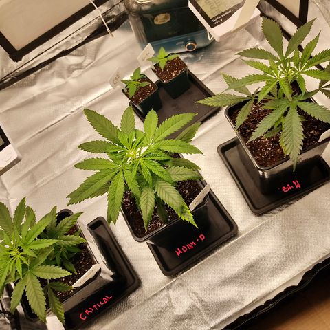 SUPER LEMON HAZE, MOBY-D, CRITICAL +2 & GORILLA GLUE #4 growlog photo: Plantas recuperadas del transplante listas para poda apical. 