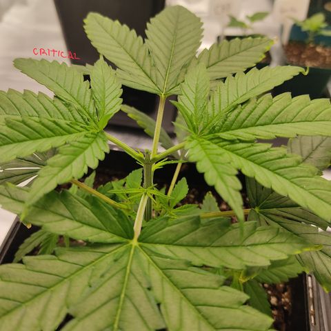 SUPER LEMON HAZE, MOBY-D, CRITICAL +2 & GORILLA GLUE #4 growlog photo: Aplicamos poda apical al 4to nudo sin contar el primero.