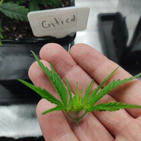 SUPER LEMON HAZE, MOBY-D, CRITICAL +2 & GORILLA GLUE #4 growlog photo: Aplicamos poda apical al 4to nudo sin contar el primero.