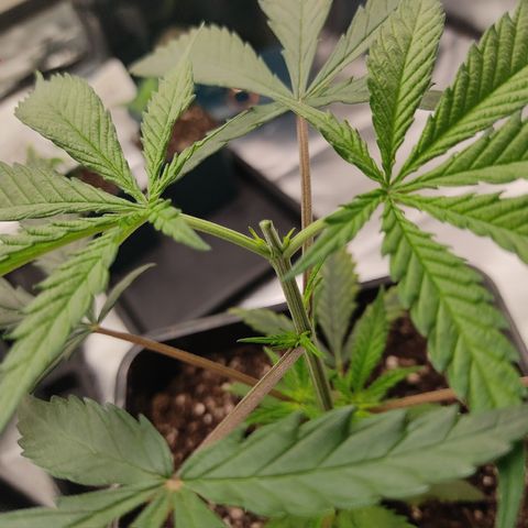 SUPER LEMON HAZE, MOBY-D, CRITICAL +2 & GORILLA GLUE #4 growlog photo: Aplicamos poda apical al 4to nudo sin contar el primero.