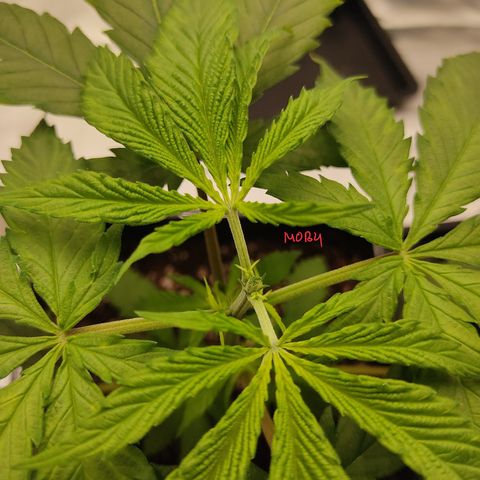 SUPER LEMON HAZE, MOBY-D, CRITICAL +2 & GORILLA GLUE #4 growlog photo: Aplicamos poda apical al 4to nudo sin contar el primero.