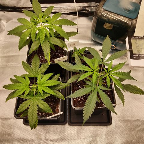 SUPER LEMON HAZE, MOBY-D, CRITICAL +2 & GORILLA GLUE #4 growlog photo: Plantas después de poda apical.