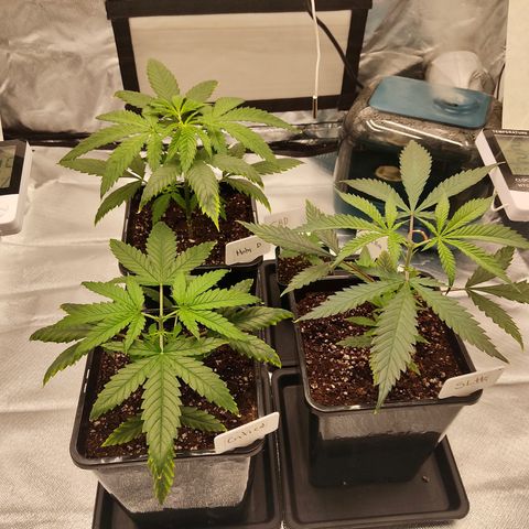 SUPER LEMON HAZE, MOBY-D, CRITICAL +2 & GORILLA GLUE #4 growlog photo: Plantas después de poda apical y quitar las hojas bajas del primer nudo, la próxima semana despejaremos un poco más y aplicaremos LST si el crecimiento se logra óptimamente. 