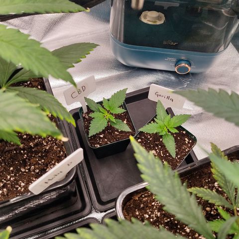SUPER LEMON HAZE, MOBY-D, CRITICAL +2 & GORILLA GLUE #4 growlog photo: Gorilla plantula junto a crecimiento genética CBD.