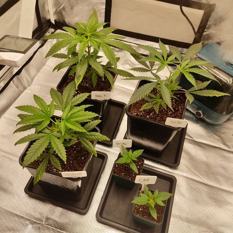 LAFANTA CBD growlog timeline photo