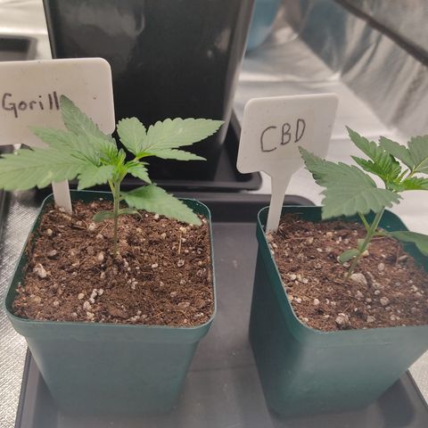 LAFANTA CBD growlog timeline photo