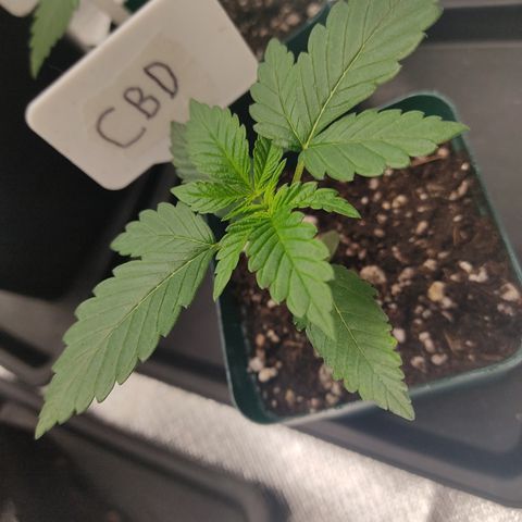 LAFANTA CBD growlog timeline photo
