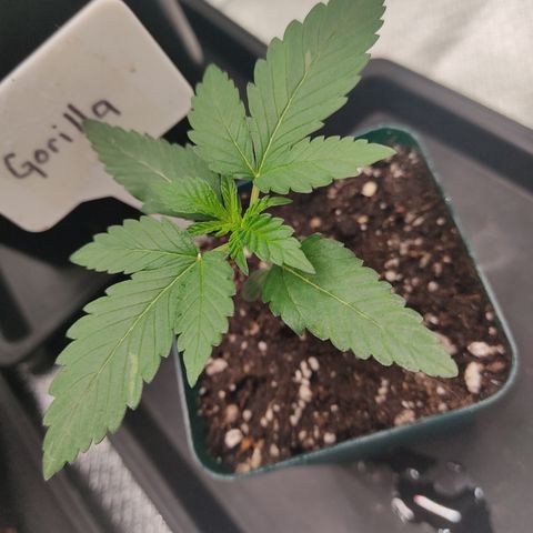 SUPER LEMON HAZE, MOBY-D, CRITICAL +2 & GORILLA GLUE #4 growlog timeline photo
