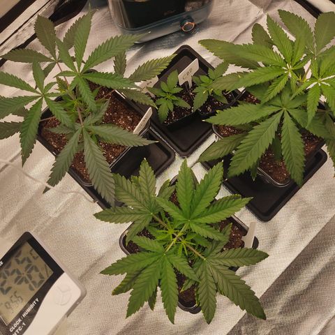 SUPER LEMON HAZE, MOBY-D, CRITICAL +2 & GORILLA GLUE #4 growlog timeline photo