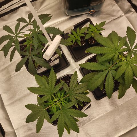 SUPER LEMON HAZE, MOBY-D, CRITICAL +2 & GORILLA GLUE #4 growlog photo: Nuevo medidor.