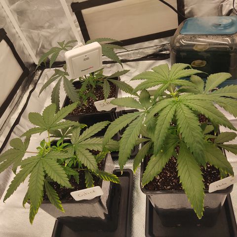 SUPER LEMON HAZE, MOBY-D, CRITICAL +2 & GORILLA GLUE #4 growlog photo: Nuevo medidor.