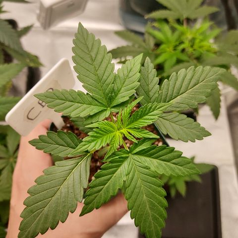 LAFANTA CBD growlog photo: Así va al día de hoy la genética CBD, junto a la genética Gorilla con la que germinó al mismo tiempo. Dentro de unos días revisaremos el pan radicular para programar una fecha de primer transplante.