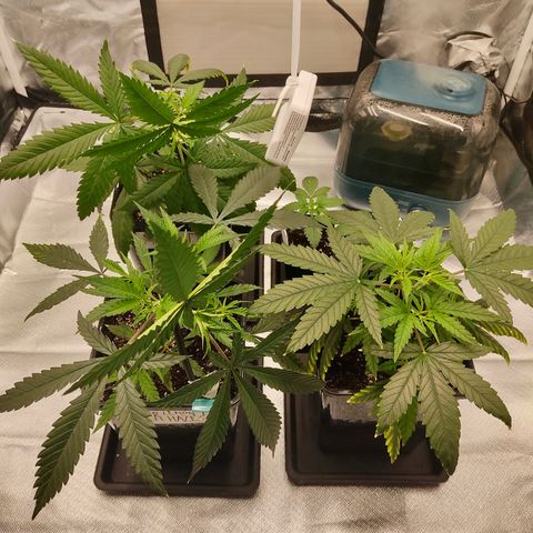 LAFANTA CBD growlog photo: Aquí junto a las otras genéticas, recuerden que pueden seguirlas, más abajo el link. Recién aplicado un LST.