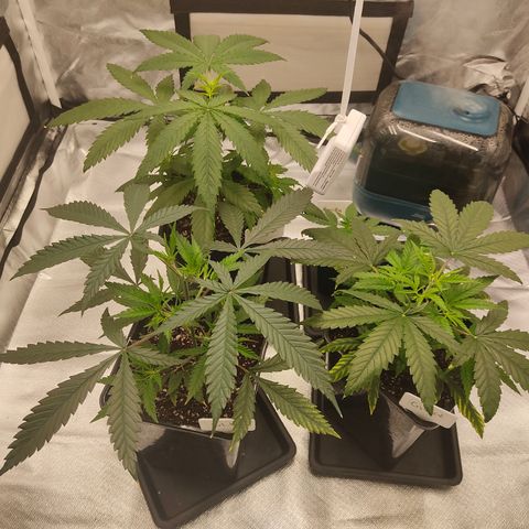 SUPER LEMON HAZE, MOBY-D, CRITICAL +2 & GORILLA GLUE #4 growlog photo: Foto antes del LST con nanaltura de 25 CM