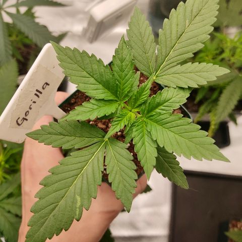 SUPER LEMON HAZE, MOBY-D, CRITICAL +2 & GORILLA GLUE #4 growlog photo: Avance de las genéticas más pequeñas. La Gorilla y CBD ( recuerden que pueden seguir la genética CBD, más abajo el link del seguimiento).