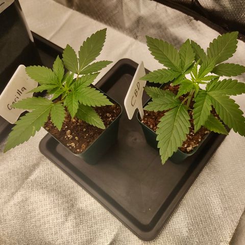 SUPER LEMON HAZE, MOBY-D, CRITICAL +2 & GORILLA GLUE #4 growlog photo: Avance de las genéticas más pequeñas. La Gorilla y CBD ( recuerden que pueden seguir la genética CBD, más abajo el link del seguimiento).