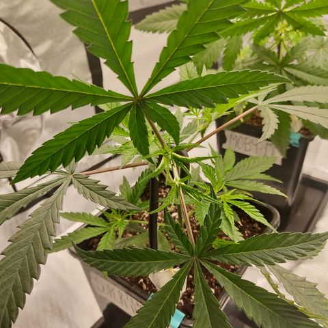 SUPER LEMON HAZE, MOBY-D, CRITICAL +2 & GORILLA GLUE #4 growlog photo: Ganchos para guiado LST