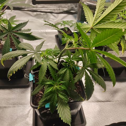 SUPER LEMON HAZE, MOBY-D, CRITICAL +2 & GORILLA GLUE #4 growlog photo: Ganchos para guiado LST