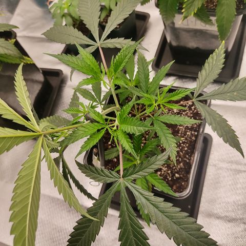 SUPER LEMON HAZE, MOBY-D, CRITICAL +2 & GORILLA GLUE #4 growlog photo: Ganchos para guiado LST