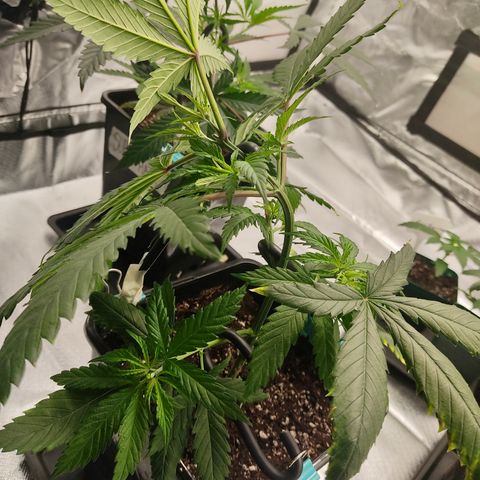 SUPER LEMON HAZE, MOBY-D, CRITICAL +2 & GORILLA GLUE #4 growlog photo: Ganchos para guiado LST