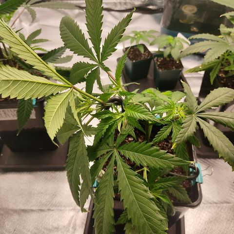 SUPER LEMON HAZE, MOBY-D, CRITICAL +2 & GORILLA GLUE #4 growlog photo: Ganchos para guiado LST