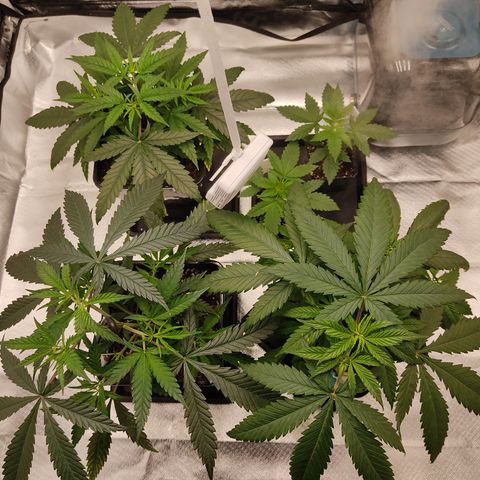 SUPER LEMON HAZE, MOBY-D, CRITICAL +2 & GORILLA GLUE #4 growlog photo: Plantas al día de hoy recuperadas del LST